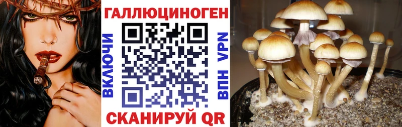 Галлюциногенные грибы Psilocybe  купить наркоту  Назрань 
